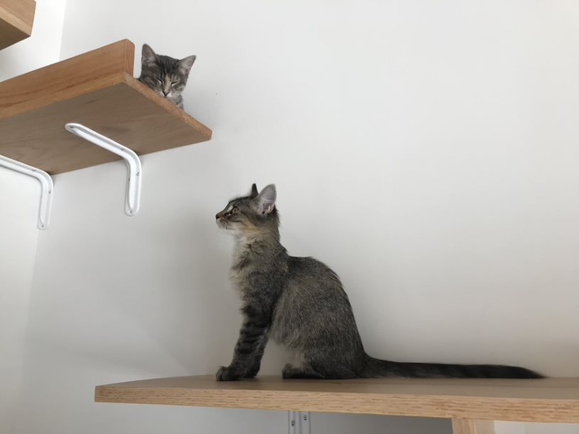 Two kittens wander along the wall boards located above customers in the cat room. All cats at Felius, which is located on 522 1/2 S. 24th street,  are available for adoption for $75. 
