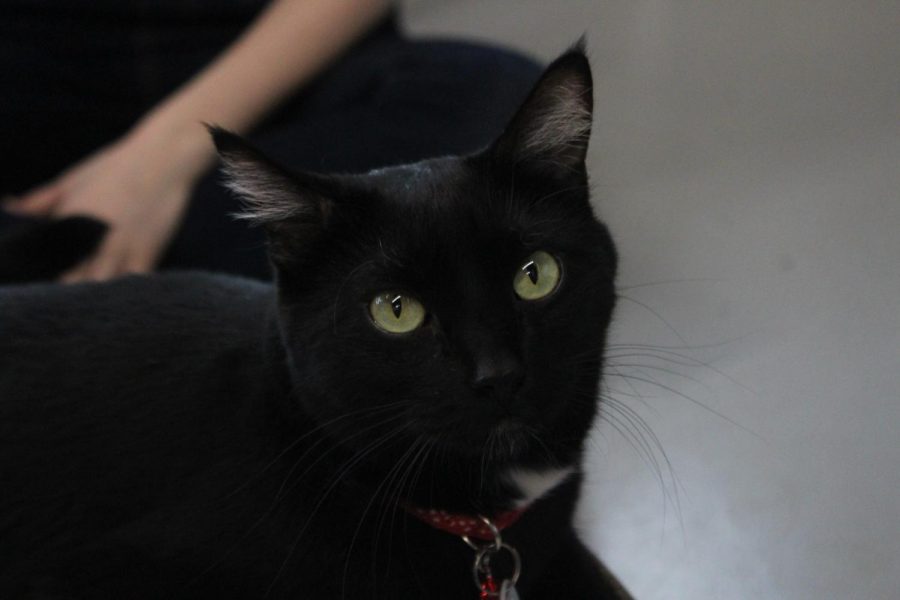 Waiting to be pet, Popcorn, one of the several cats up for adoption at the cafe, watches patrons of Felius. Customers are able to enjoy coffee or tea and then enjoy petting and cuddling with the cats and kittens. 