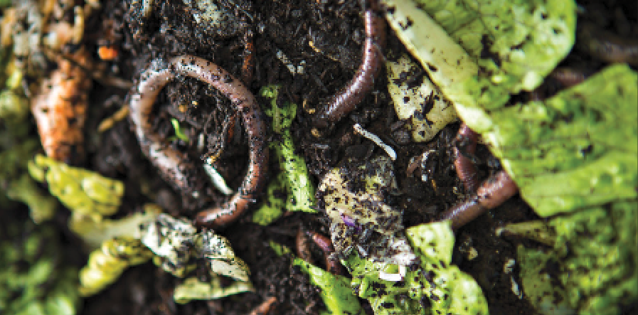 Creating a compost bin that consists of leftover vegetables such as lettuce and carrots is an important step in composting and creating a worm farm. The leftover food isn’t only a food source for the worms but it also helps the compost process because the worms can break down the compost easier reducing the chances of having rotten food and decreasing the chance of odor from the rotten food.  